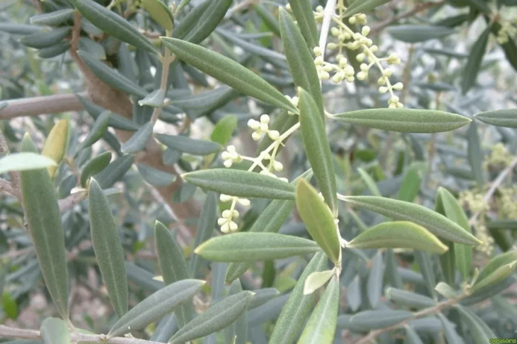 Fruitless-Olive
