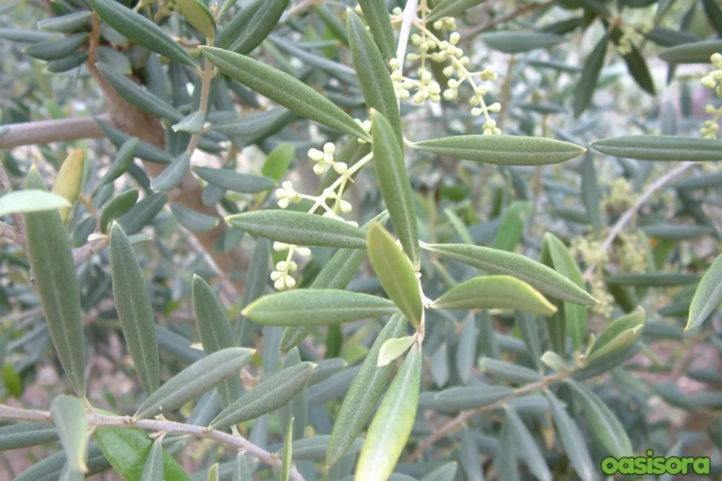 Fruitless-Olive-Olea-europaea-Swan-Hill
