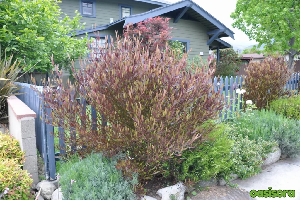 Hopseed-Dodonaea-viscosa