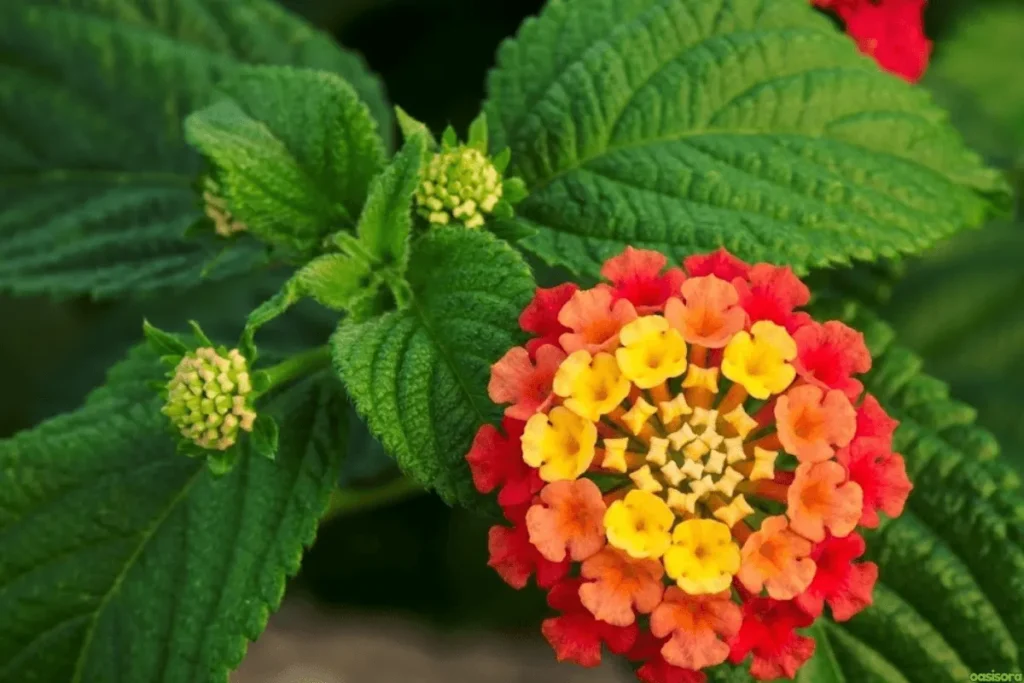 Lantana