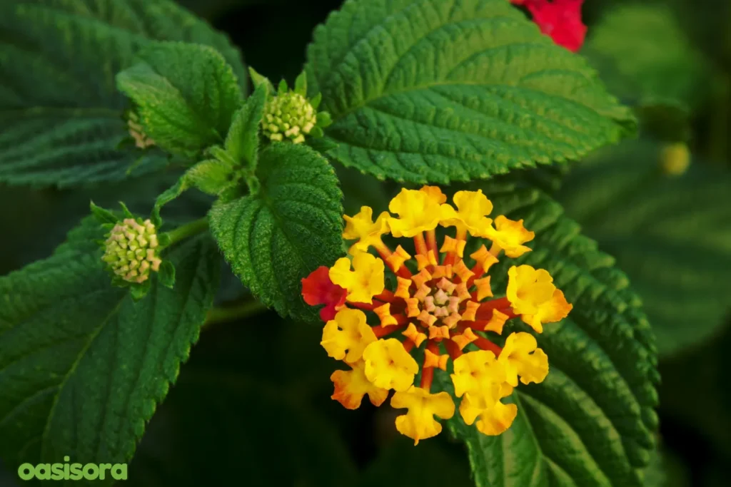 Lantana-Lantana-camara