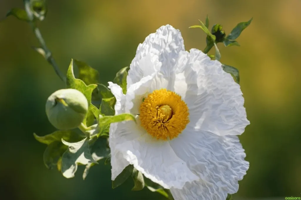 Matilija-Poppy