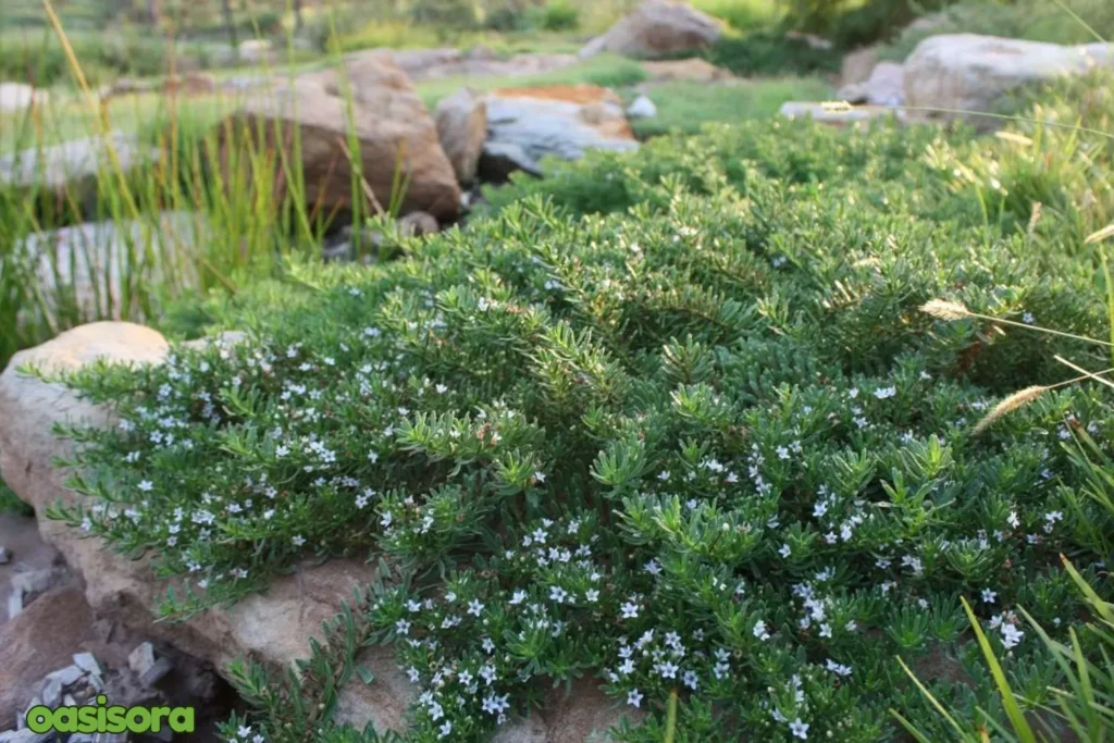 Myoporum-Myoporum-parvifolium