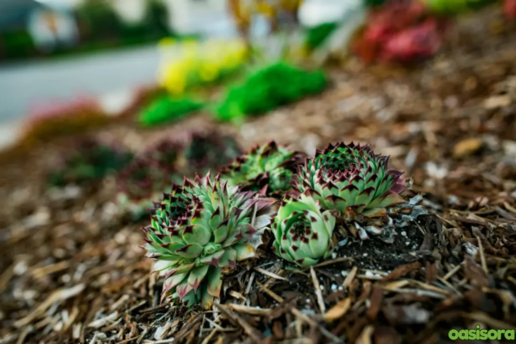 Outdoor-Succulent-Garden-Ideas