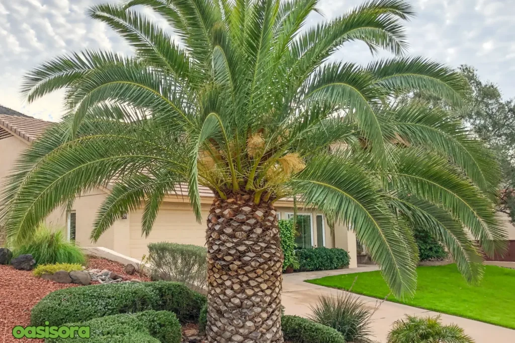 Pineapple-Palm-Phoenix-canariensis