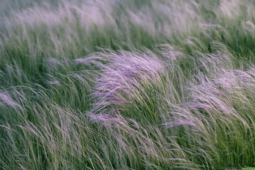 Purple-Needle-Grass
