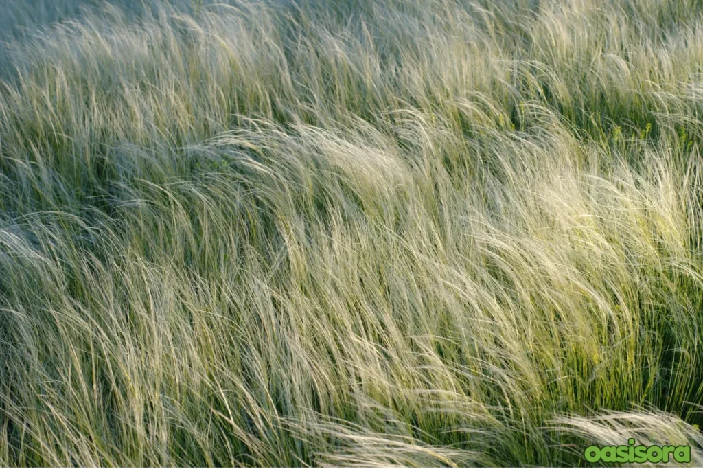 Purple-Needle-Grass-Stipa-pulchra