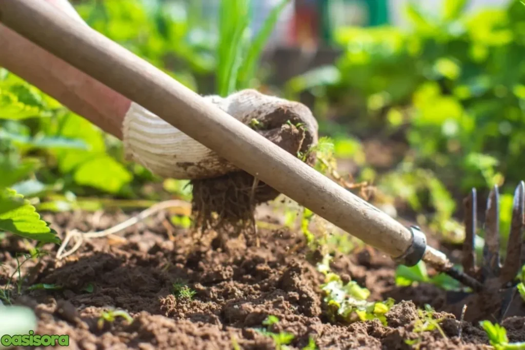 Quality-weed-free-soil
