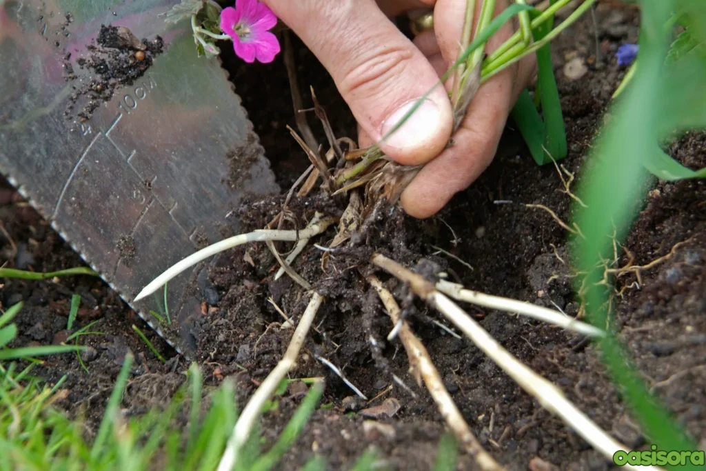 Remove-Weeds-at-the-Root