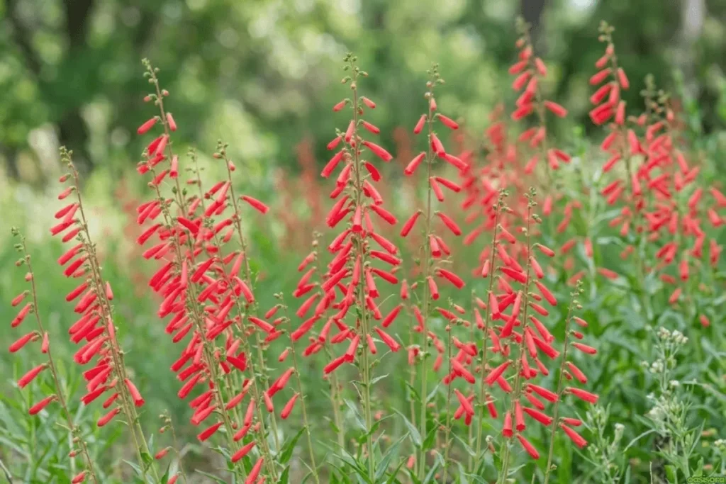 Scarlet-Bugler