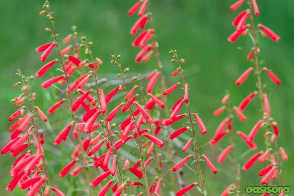 Scarlet-Bugler-Penstemon-centranthifolius