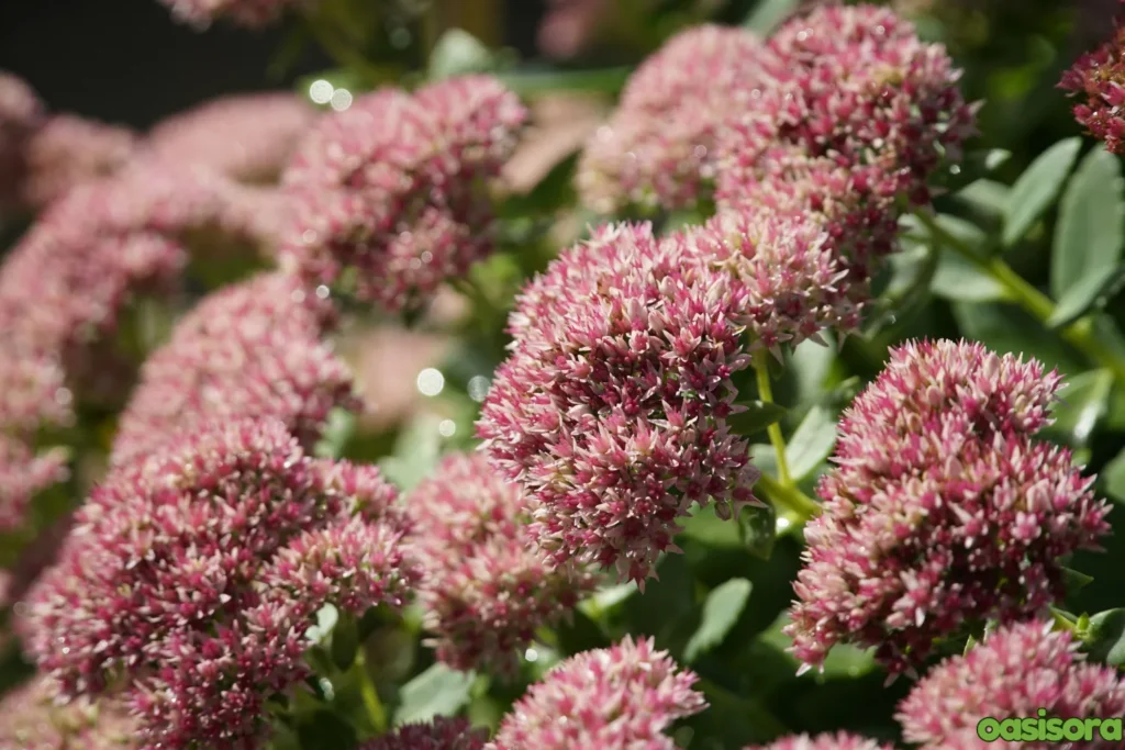 Stonecrop-or-Sedum