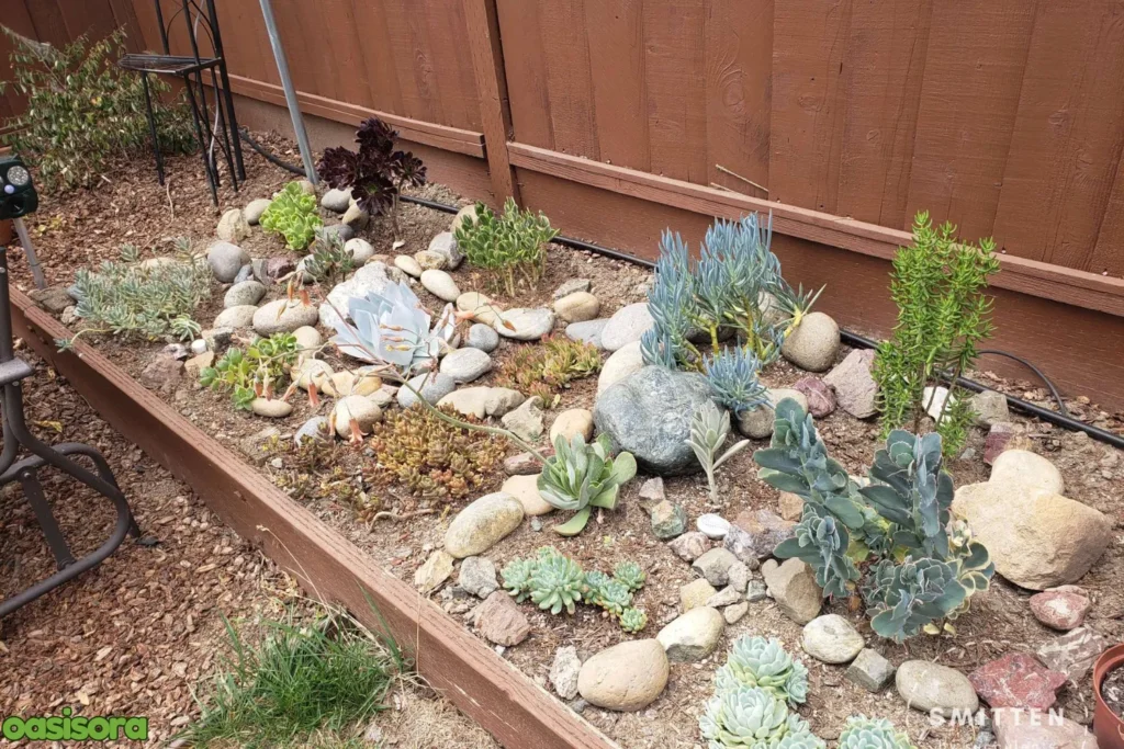 Succulent-Garden-in-Raised-Beds