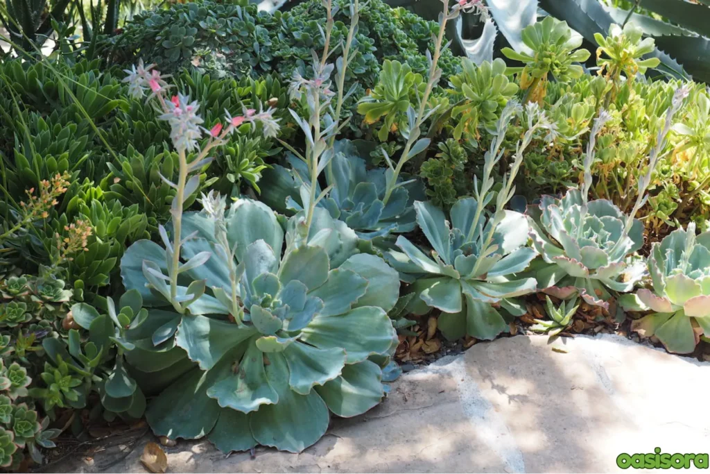 Succulents-for-Different-Climates