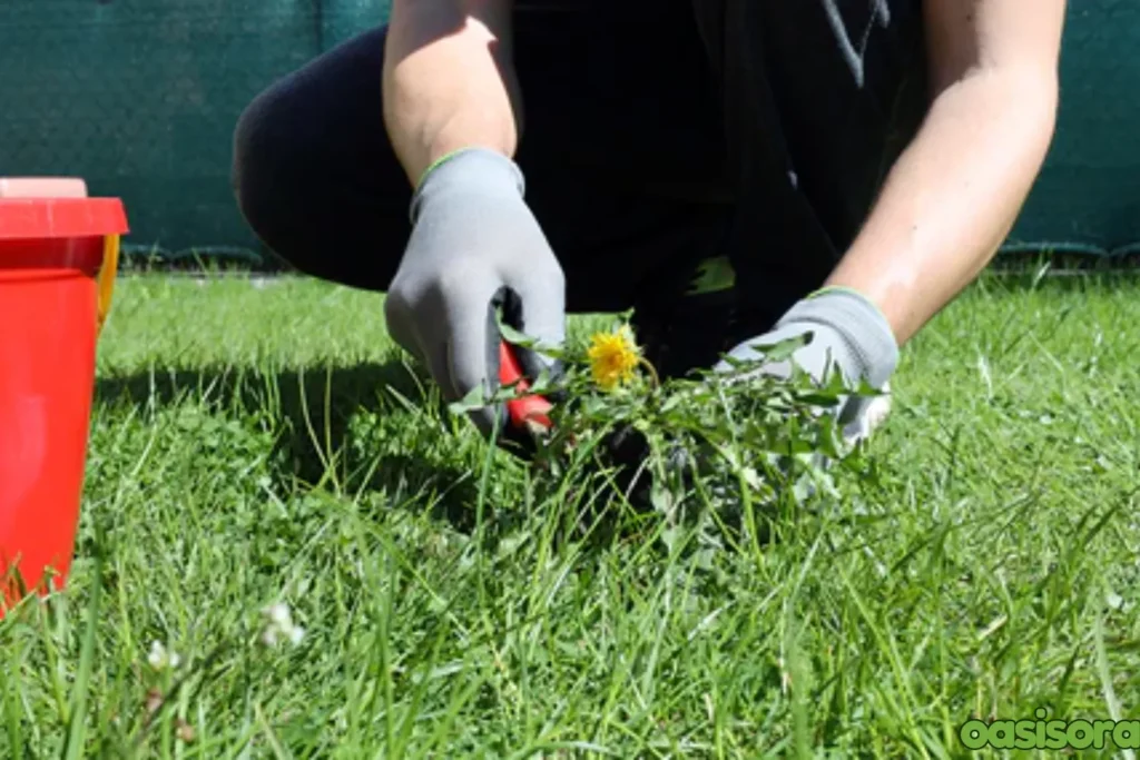 Tips-for-a-weed-free-landscape