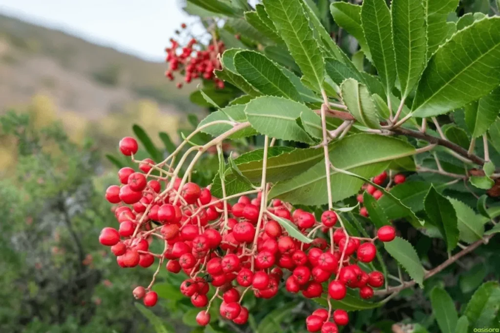 Toyon