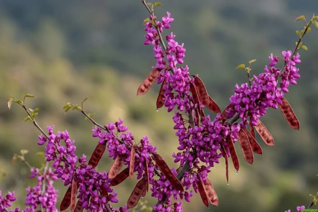 Western-Redbud