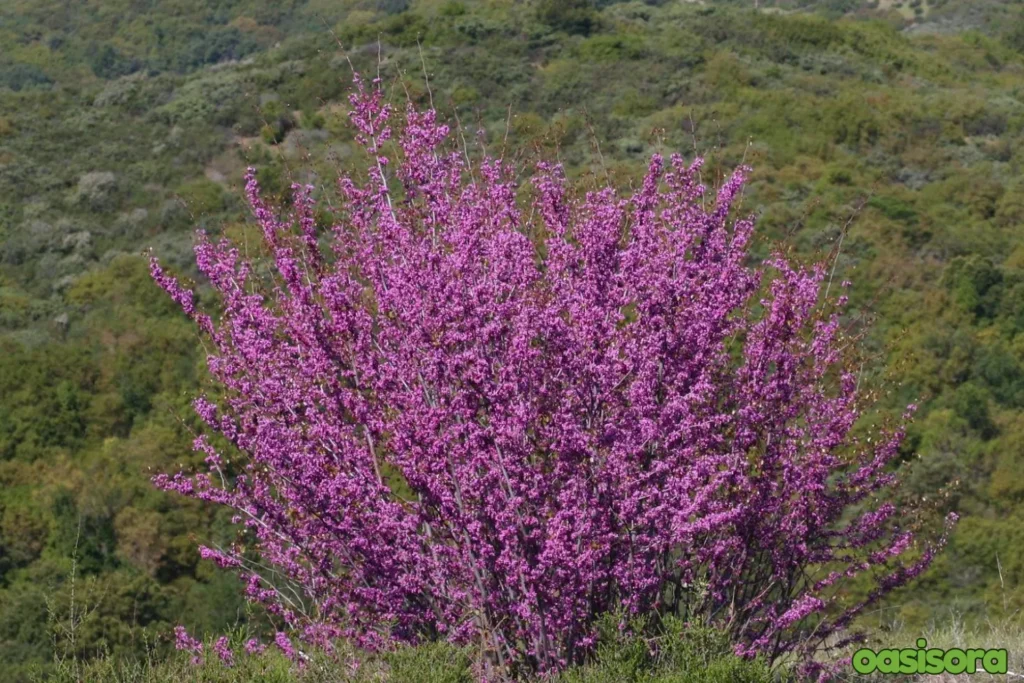 Western-Redbud-Cercis-occidentalis