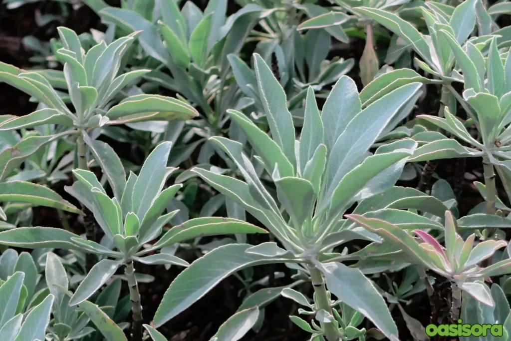 White-Sage-Salvia-apiana