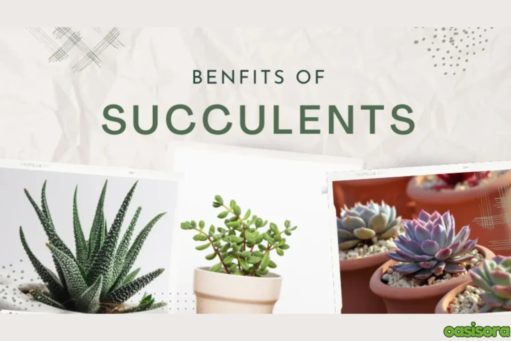 benefits-of-succulent-garden