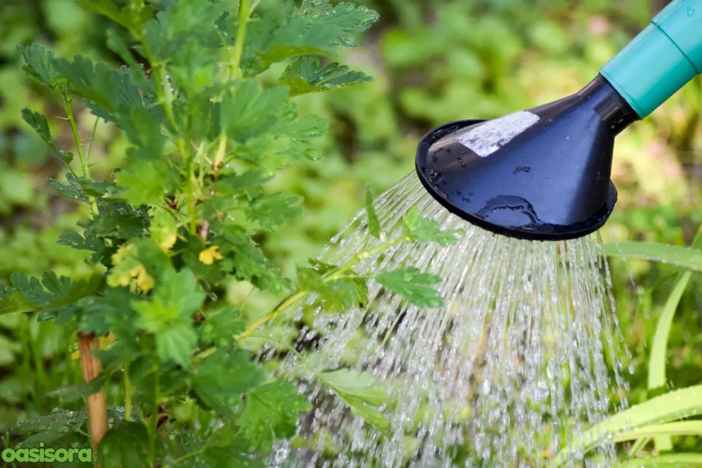 smart-watering-to-make-garden-weed-free