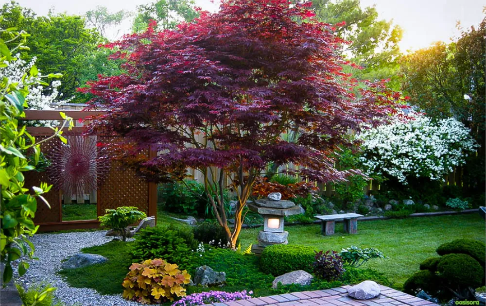 Bloodgood-japanese-maple