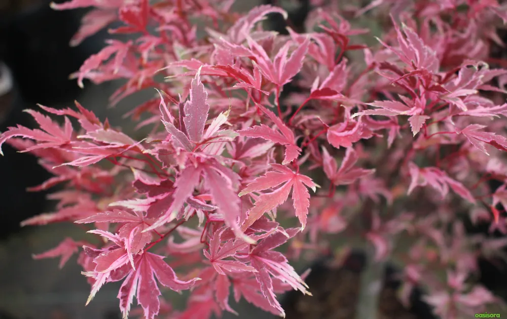 Butterfly-japanese-maple