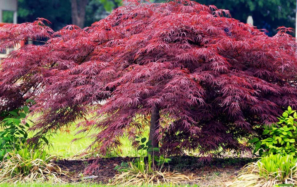 Crimson-Queen-japanese-maple