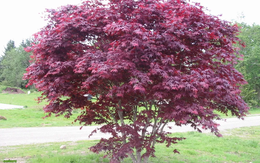 Emperor-1-japanese-maple