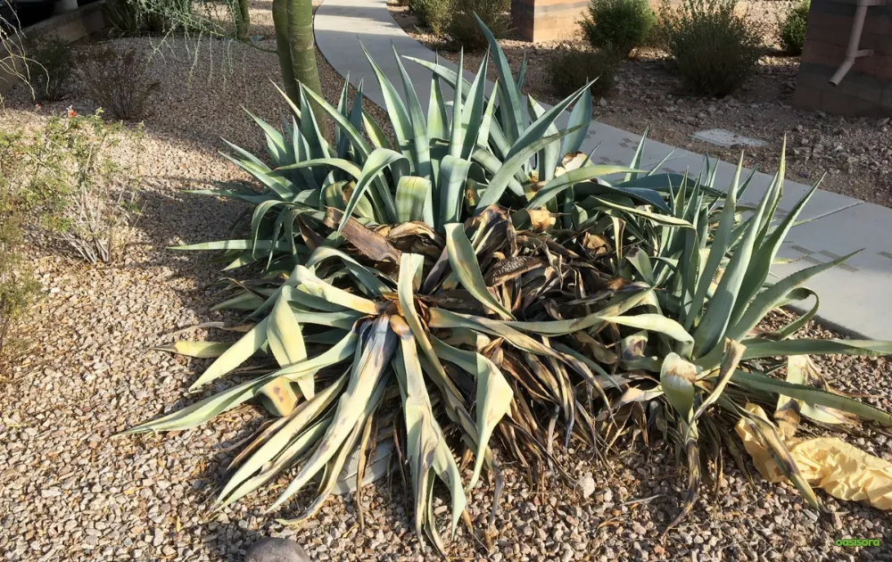 Heat-Stress-plant-arizona-desert