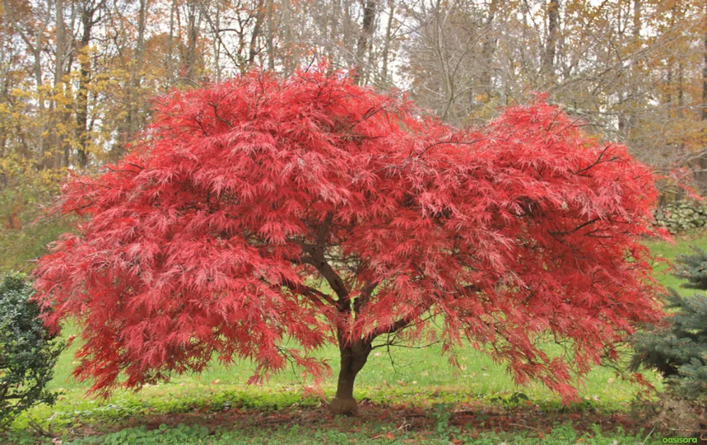 Japanese-Maple-Trees-Varieties-Care-and-Growing-Tips
