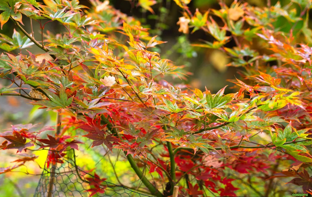 Osakazuki-japanese-maple