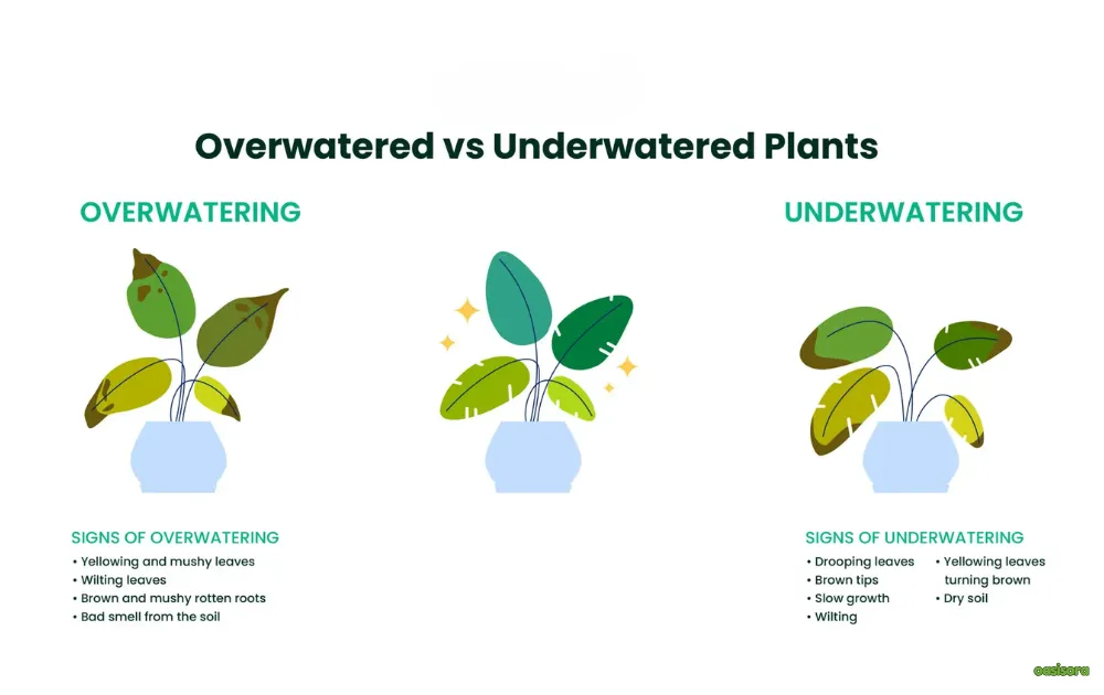 Overwatering-&-Underwatering-plants-tips