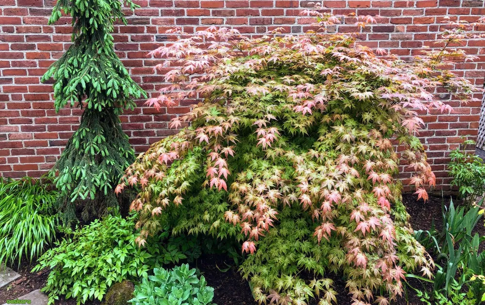 Peaches-and-Cream-japanese-maple