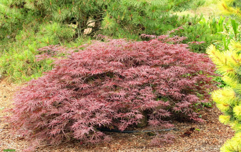 Red-Dragon-japanese-maple