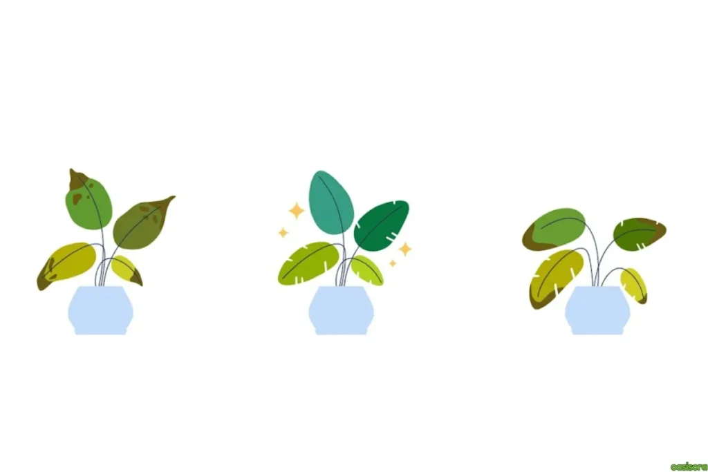Tips-to-Prevent-Overwatering-&-Underwatering