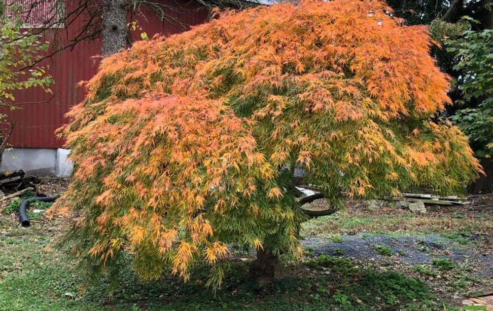 Viridis-japanese-maple