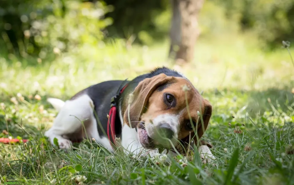 15 Tips for Dog Friendly Backyard Ideas on a Budget in 2025 2 Affordable-Grass-Alternatives-for-dogs