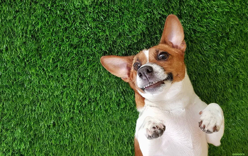 15 Tips for Dog Friendly Backyard Ideas on a Budget in 2025 4 Artificial-Turf-on-a-Budget-for-dogs