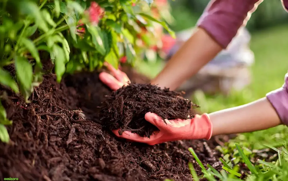 Best-Mulches-for-Florida-Landscapes-Complete-Guide