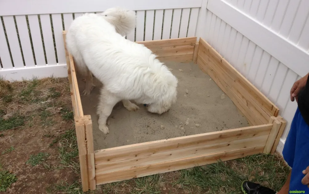 15 Tips for Dog Friendly Backyard Ideas on a Budget in 2025 12 Build-a-Sandbox-for-Digging