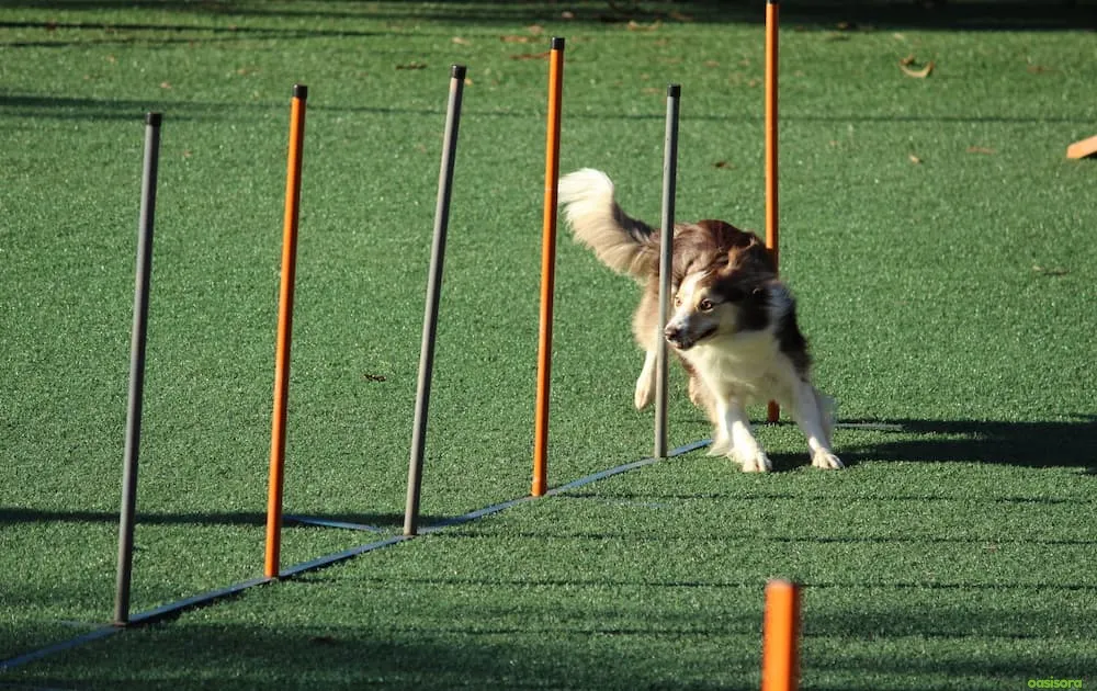 15 Tips for Dog Friendly Backyard Ideas on a Budget in 2025 13 Cheap-DIY-Agility-Obstacles