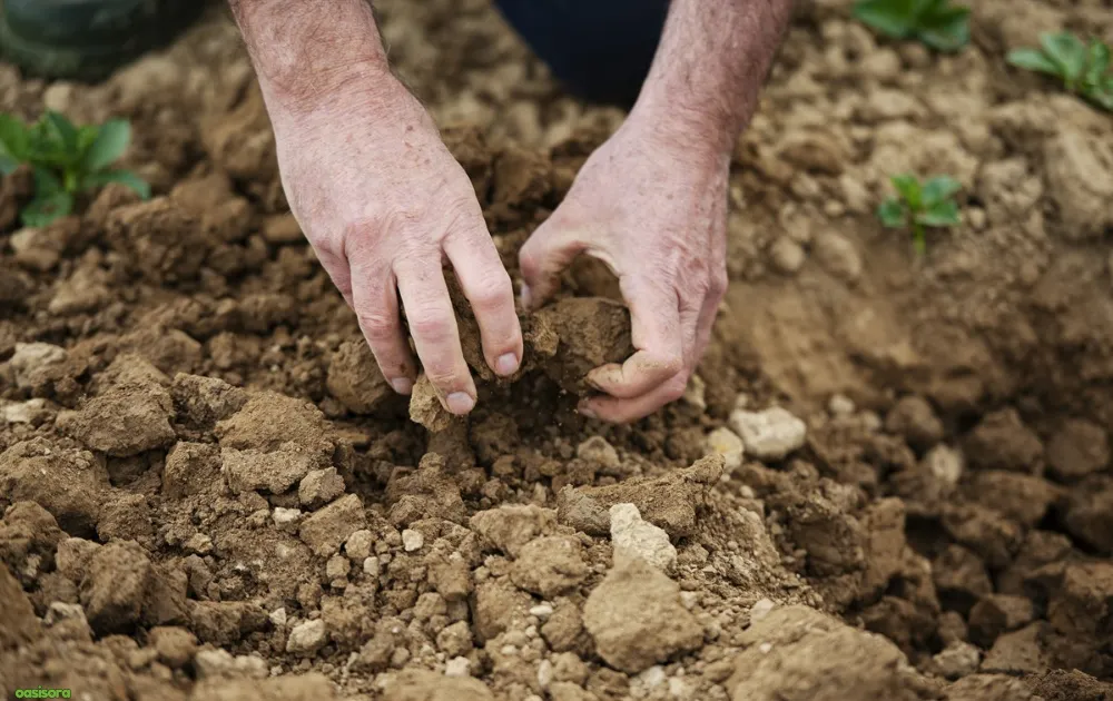 Considering-Long-Term-Soil-Health