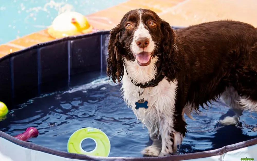 15 Tips for Dog Friendly Backyard Ideas on a Budget in 2025 15 DIY-Doggy-Splash-Zone-or-Kiddie Pool