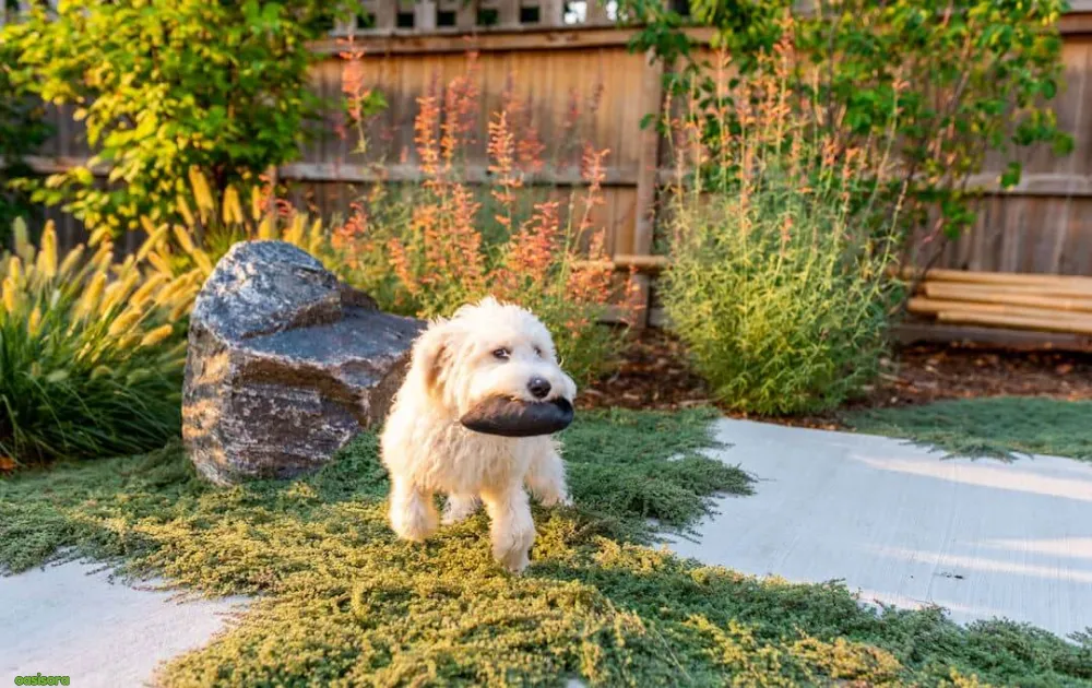 15 Tips for Dog Friendly Backyard Ideas on a Budget in 2025 1 Dog-Friendly-Backyard-Ideas-on-a-Budget