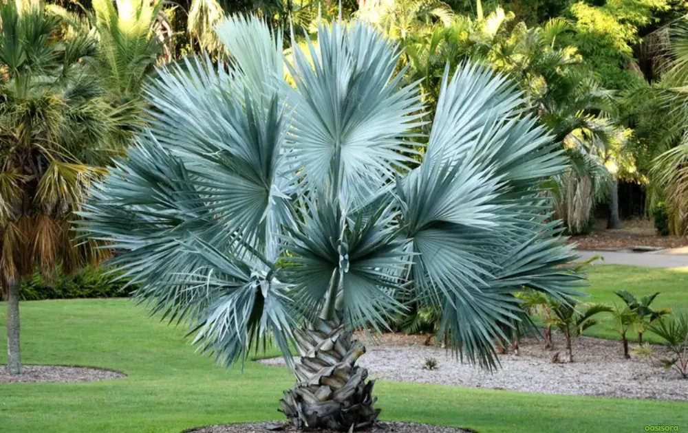Dwarf-Palms-for-Compact-Yards