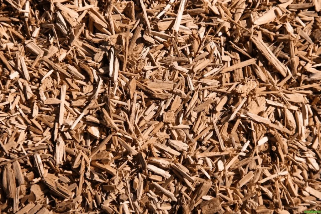 Eucalyptus-Mulch