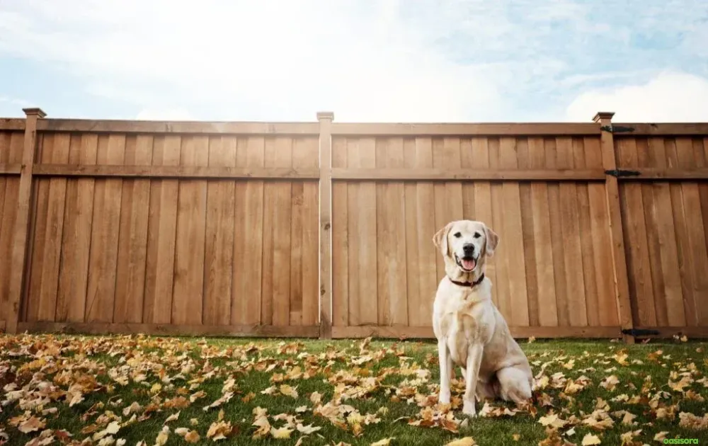 15 Tips for Dog Friendly Backyard Ideas on a Budget in 2025 5 Fencing-Solutions-for-dogs-Without-Breaking-the-Bank