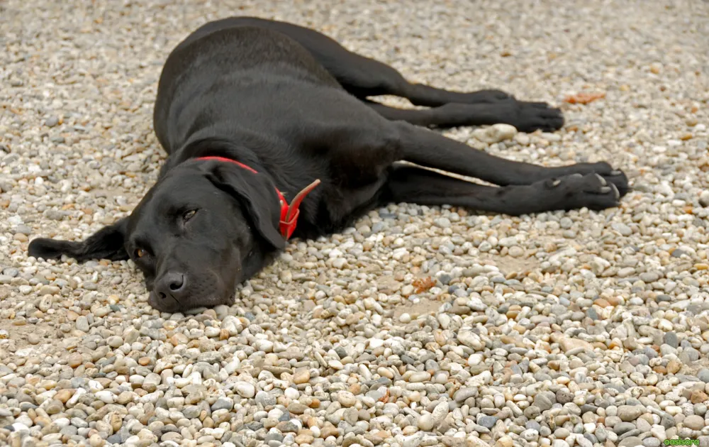 15 Tips for Dog Friendly Backyard Ideas on a Budget in 2025 3 Gravel-or-Pea Pebbles-for-dog