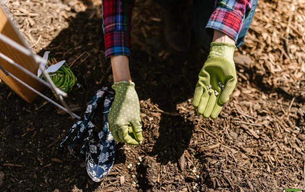 How-to-Apply-Mulch-in-Florida